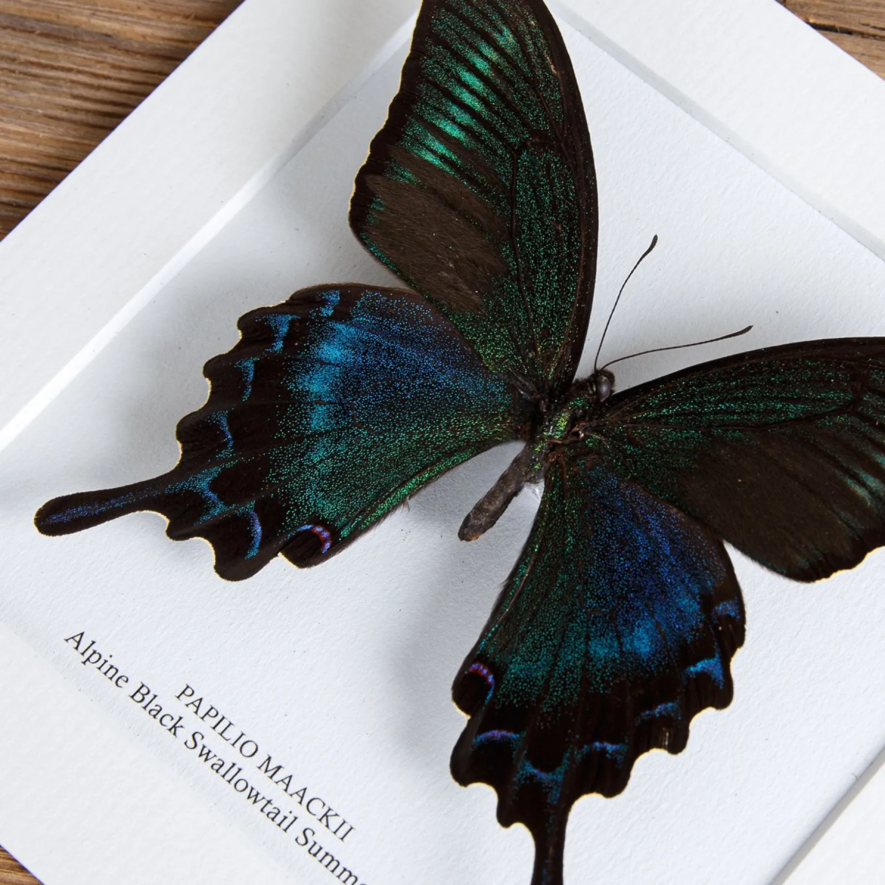 Alpine Black Swallowtail Summer Form (Papilio maackii summer form) Minibeast Alpine Black Swallowtail Summer Form (Papilio maackii summer form)